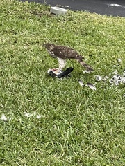 Accipiter cooperii
