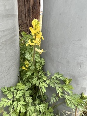Corydalis micrantha