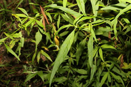 Image of Opercularia aspera by (c) Greg Tasney, some rights reserved (CC BY-SA)