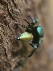 Euophryini