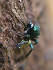 Euophryini