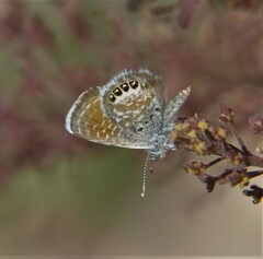 Brephidium exilis exilis