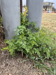 Corydalis micrantha