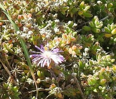 Drosanthemum hispidum