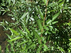 Azara lanceolata