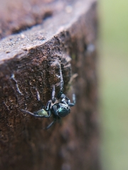 Euophryini
