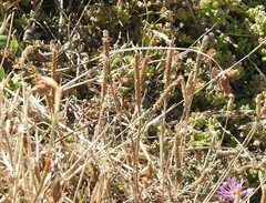 Plantago coronopus