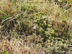Plantago coronopus