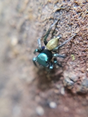 Euophryini