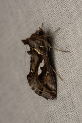 Chrysodeixis argentifera