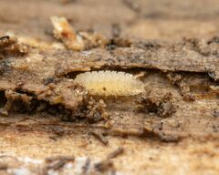 Haplophthalmus danicus