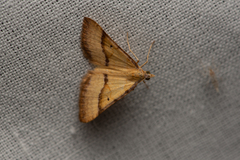 Anachloris subochraria