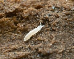 Onychiurinae