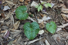 Asarum hartwegii