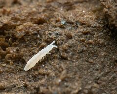 Onychiurinae