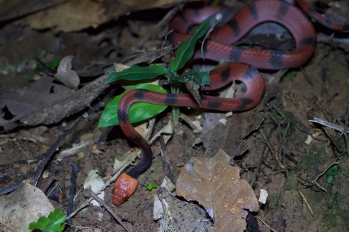 Photo of a Tropical Flat Snake (Siphlophis compressus)