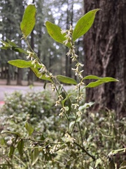 Sarcococca