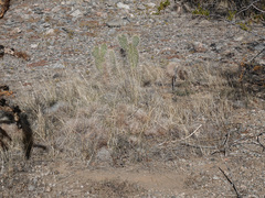 Opuntia diploursina
