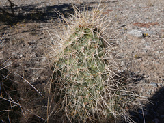 Opuntia diploursina