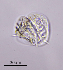 Aspidisca turrita