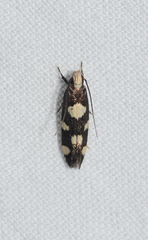 Limnaecia tetraplanetis