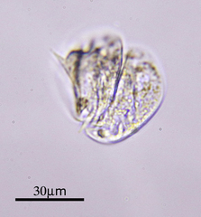Aspidisca turrita