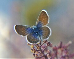 Brephidium exilis exilis