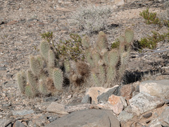 Opuntia diploursina