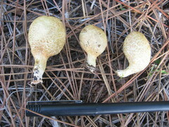 Rhopalogaster transversarius