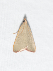 Hypsopygia albidalis