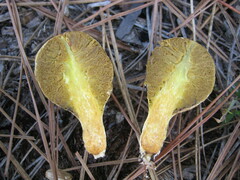 Rhopalogaster transversarius