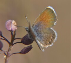 Brephidium exilis exilis
