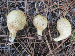 Rhopalogaster transversarius