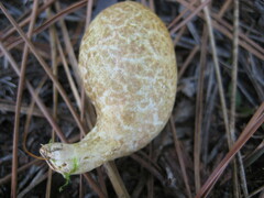 Rhopalogaster transversarius