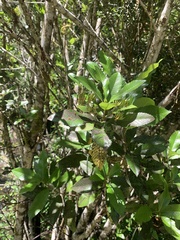 Caldcluvia paniculata