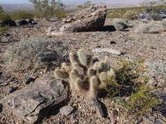 Opuntia diploursina