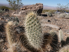 Opuntia diploursina