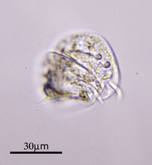 Aspidisca turrita