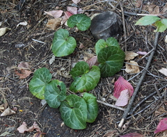 Asarum hartwegii