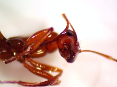 Formica pallidefulva