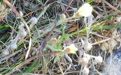 Andryala integrifolia