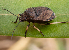Platycoris
