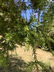 Saxegothaea conspicua