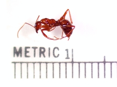 Formica pallidefulva