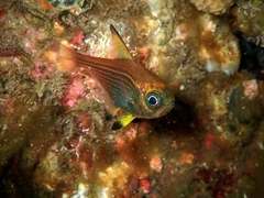 Pempheris multiradiata