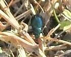 Plagiodera versicolora