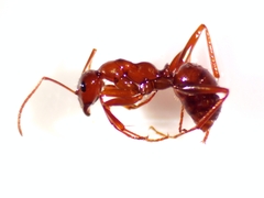 Formica pallidefulva