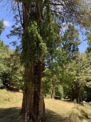 Saxegothaea conspicua