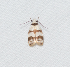 Chezala brachypepla
