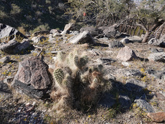 Opuntia diploursina
